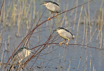 One adult night heron sleeps after a long flight on a branch on blurred background. Another two herons sits on a thin branches