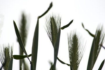 backlit wild grass on cloudy sky