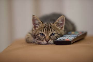 Sticker - Closeup shot of a little kitten sleeping next to a remote control on a sofa