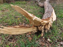 Close Up Of Fallen Tree In The Park