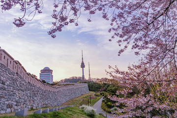 Wall Mural - Seoul Tower in Spring at Namsan Park at Sunrise South Korea