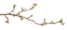 Apple Tree Branch On An Isolated White Background. Fruit Tree Sprout With Leaves Isolate.