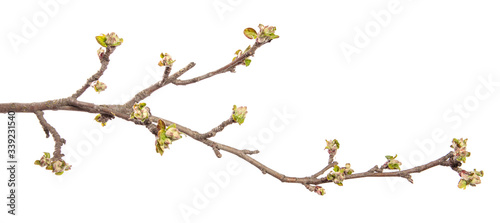 Fotografía Apple tree branch on an isolated white background