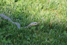 Snake Crawling In Grass Tongue
