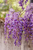 Fototapeta Kwiaty - Hängende Blütentrauben der Wisteria (Blauregen) an einer Betonmauer im Frühling