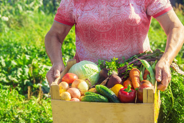 Wall Mural - Grandmother with vegetables in the garden. Selective focus.