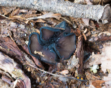 Devil's Urn 