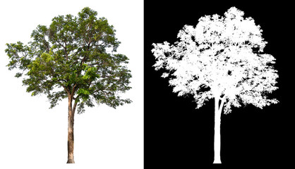 Poster - isolated tree without leaves on white background