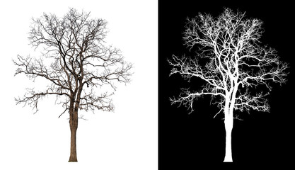 Poster - isolated tree without leaves on white background