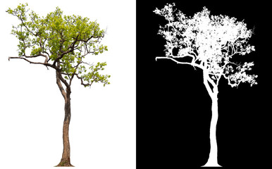 Poster - isolated tree without leaves on white background