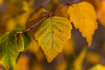 Yellow shining autumn leaves on a tree in fall in Germany