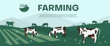 Cows Farming On Green Meadow Agricultural Business Concept.