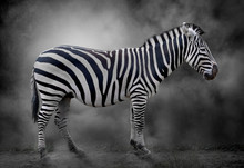 A Zebra In The Mist