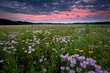 Clearing storm clouds at sunset over a prairie landscape of blooming native wildflowers.