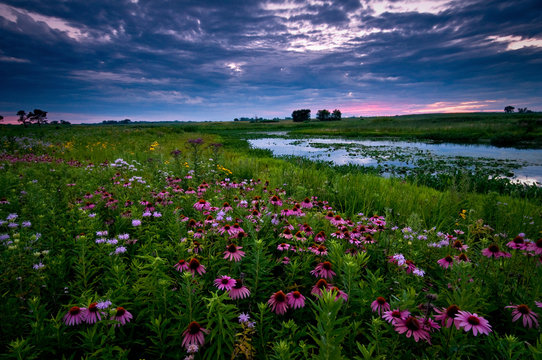 clearing storm clouds at sunset over a prairie landscape of blooming native wildflowers.