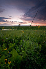 Wall Mural - Pastel twilight colors and clouds over a summer prairie with blooming native wildflowers.