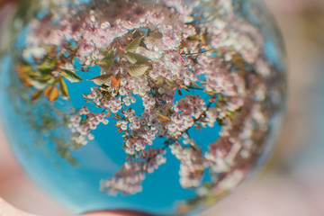 lovely, slightly distorted view of cherry blossoms during springtime. shallow depth of field.