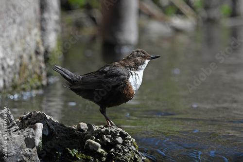 Photographie White-throated dipper (Cinclus cinclus)
Wasseramsel (Cinclus cinclus), Wuppertal