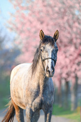 Wall Mural - Beautiful stunning portrait of horse in spring time of the year. Blossoming flowers on background.