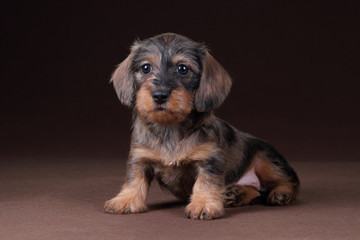 Cute dachshund puppy sitting on a brown background