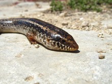 Ocellated Skink Free Stock Photo - Public Domain Pictures