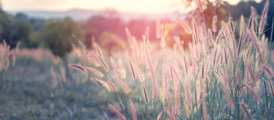 Wall Mural - Beautiful grass flower landscape with sunlight.