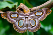 Closeup Beautiful Butterfly In A Summer Garden

