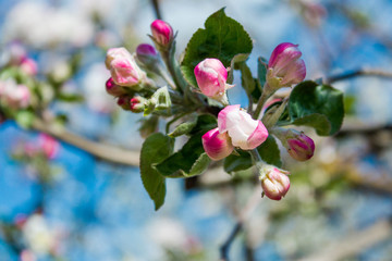 A gentle spring background for a postcard with a branch of a blooming Apple tree in the garden. Texture of blooming pink Apple blossoms in spring with close-up detail against a blue sky, with backgrou