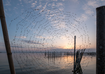 lot of mosquitoes stuck and caught in the spider web on blue sky background Albufera Valencia