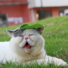 Close-up Portrait Of Cat With Leaf On Head