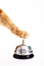 Ginger Cats Paw About To Ring A Service Bell For Attention
