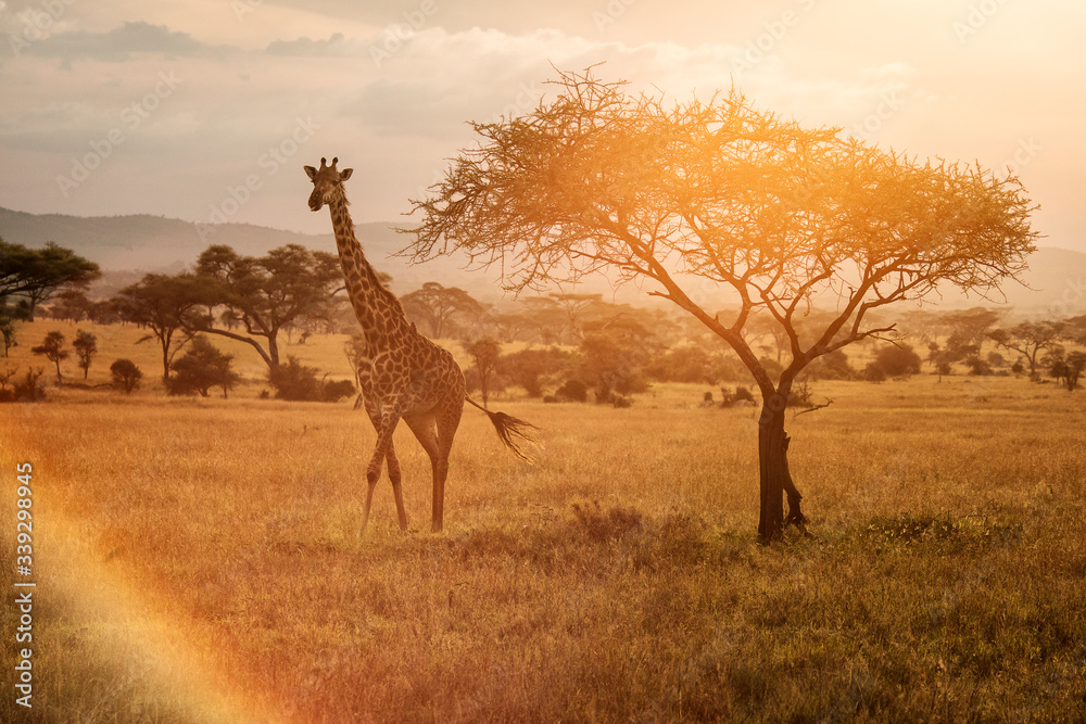 Giraffe at sunset near a tree in Serengeti National Park in Tanzania during safari with colourful background - obrazy, fototapety, plakaty 