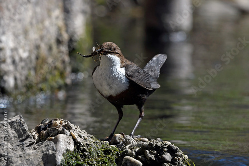 White-throated dipper / Wasseramsel (Cinclus cinclus), Wuppertal, Germany / Deut Tableau sur Toile