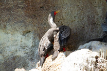 Pair Of Gray Cormorants In Their Nest In The Colony