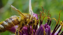 Extreme Close Up Profile View Of Pollen Covered Honey Bee Working And Pollinating Purple Flower And Fly Away