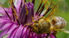 Macro Top View Of Pollen Covered Honey Bee Working And Pollinating Purple Flower