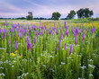 Sunset over a Midwest prairie full of blooming native blazing star wildflowers.
