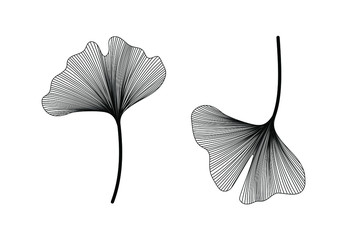 Ginkgo biloba set isolated on white background. Hand drawn leaves.  Vector black and white botanical illustration