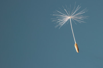 close-up of the seed of a dandelion against a blue background