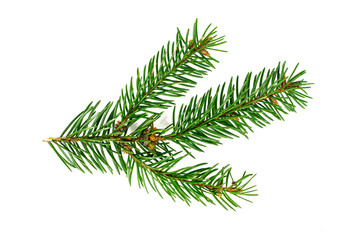 top view of green fir tree spruce branch with needles isolated on white background.
