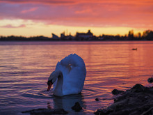Swan Swimming In Lake Against Sunset Sky