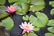 Pink Water Lily Blooming Over Pond With Lily Pads