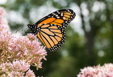 Monarch Butterfly On Flower