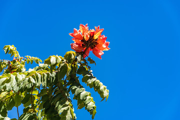 Orange-red flower against blue sky