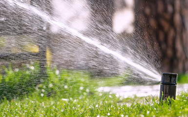 Wall Mural - Sprinkler of automatic watering. Watering the lawn with an automatic irrigation system. Gardening.