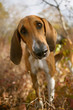 adorable poitevin hound portrait on autumn background 
