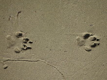 High Angle View Of Paw Prints On Wet Sand