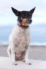 American toy terrier for a walk.
