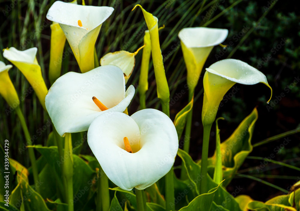 Calla Rosa Calla Lily (Zantedeschia aethiopica) at a Sonoma Valley Winery, Santa ...