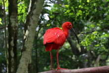 Red Scarlet Ibis Perching On Tree In Forest